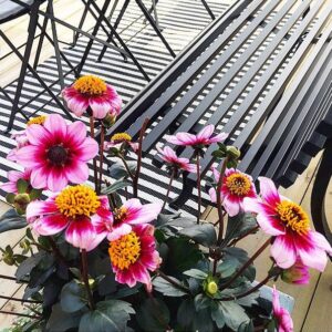 Fermob Louisiane Bank 200 cm